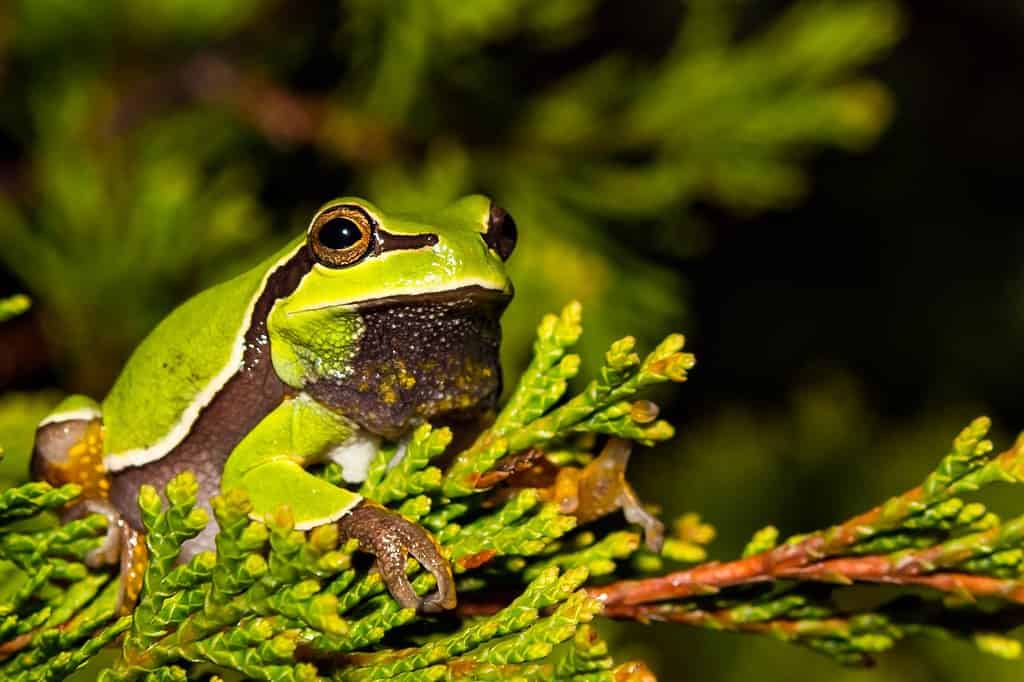 The Complete List of Every U.S. State Amphibian