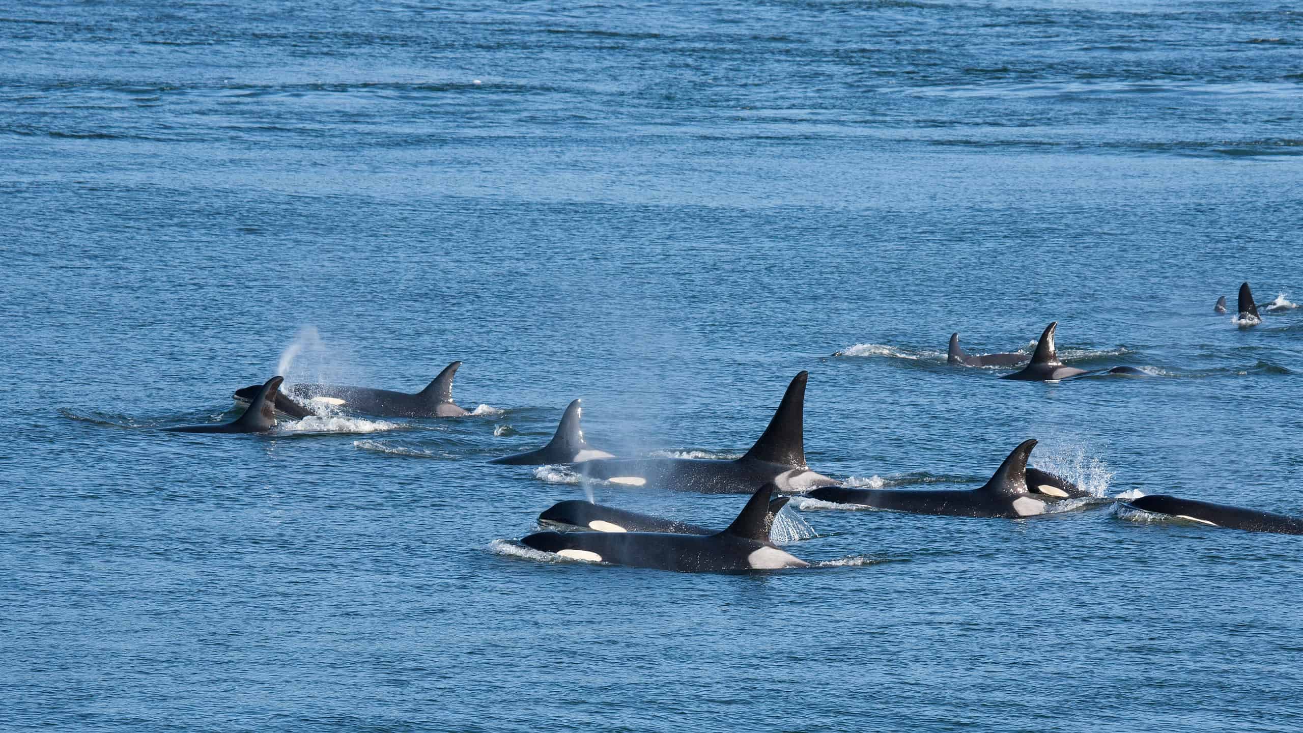 Coordinated Orcas Isolate Dolphins When Hunting