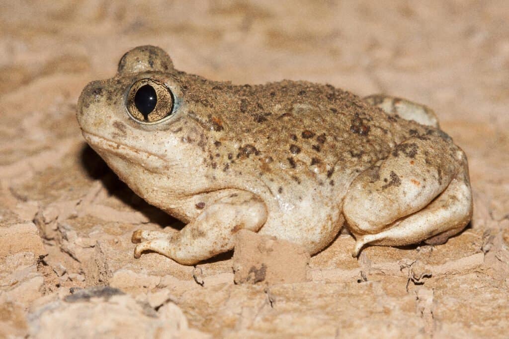 The Complete List of Every U.S. State Amphibian