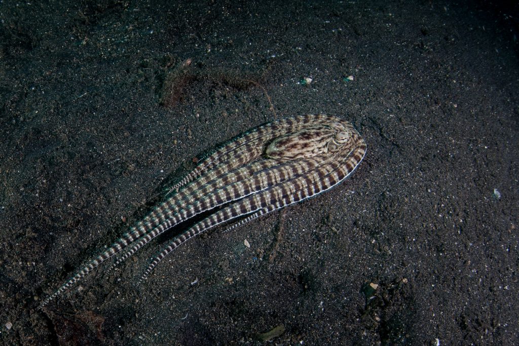 Discover the Mimic Octopus... The Ultimate Disguise Artist