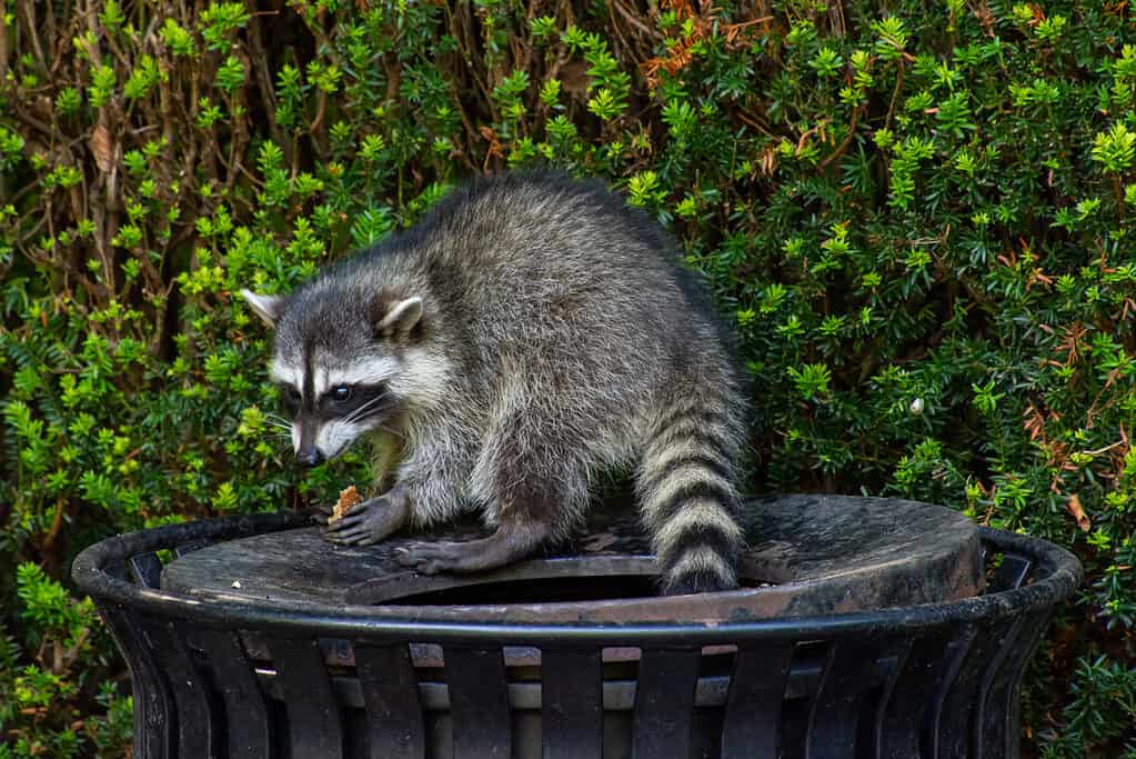 10 Sounds Raccoons Make and What Each Means