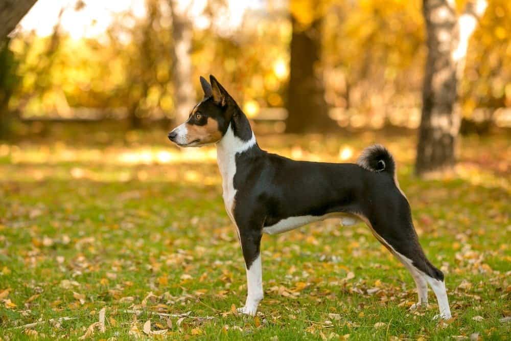 Basenji Progression: Growth Chart, Milestones, and Training Tips