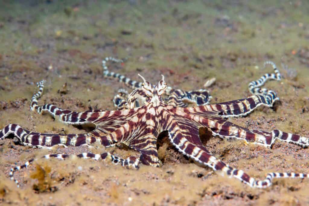 Discover the Mimic Octopus... The Ultimate Disguise Artist