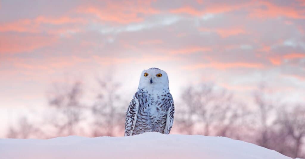 11 Owls that Live in Maine (and Where You're Likely to See Them)