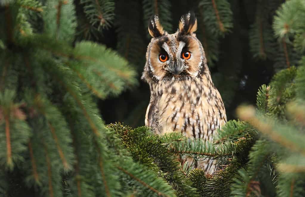 11 Owls that Live in Maine (and Where You're Likely to See Them)