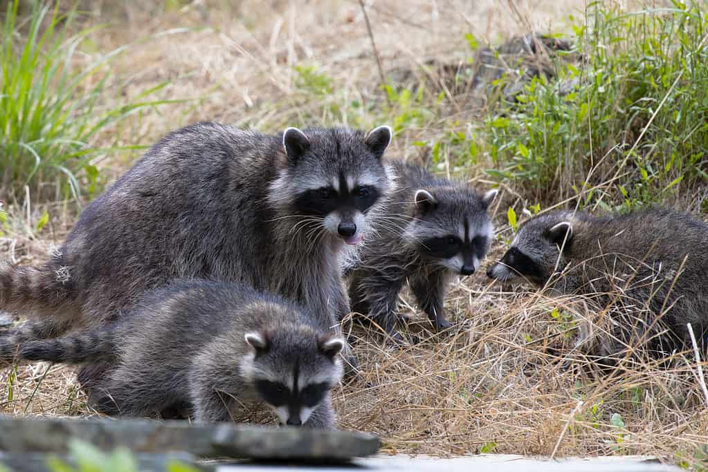 10 Sounds Raccoons Make and What Each Means