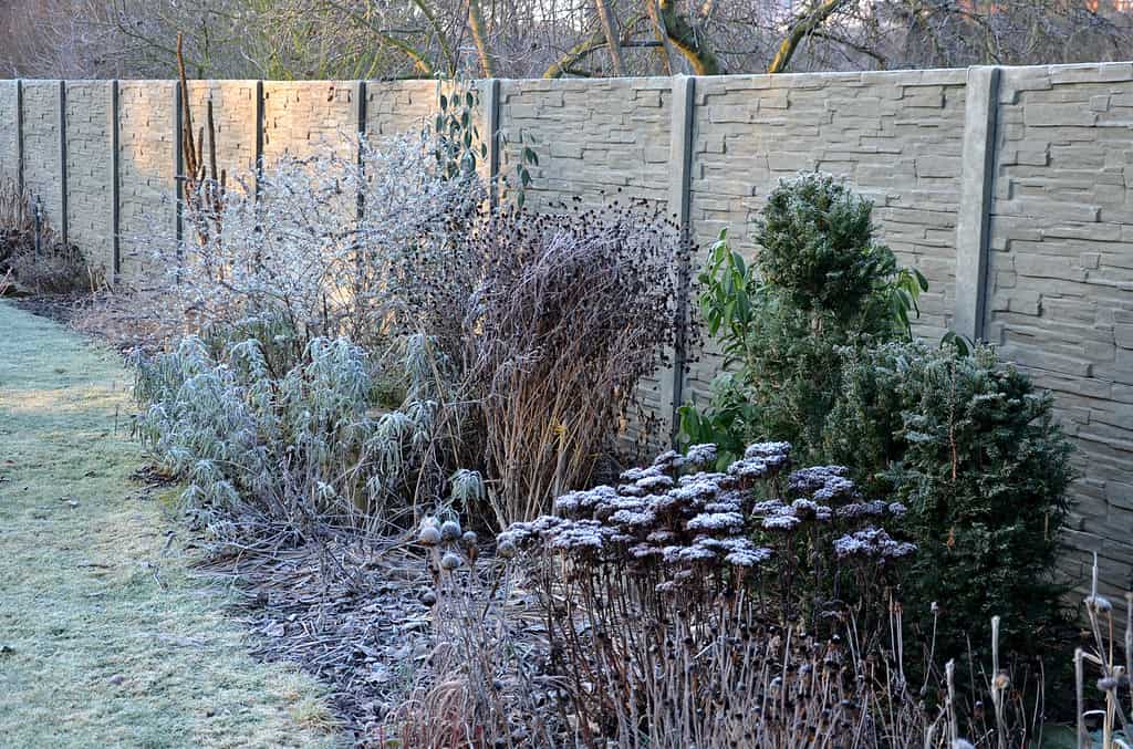 12 Critical Yard Care Tips You Need to Follow in January