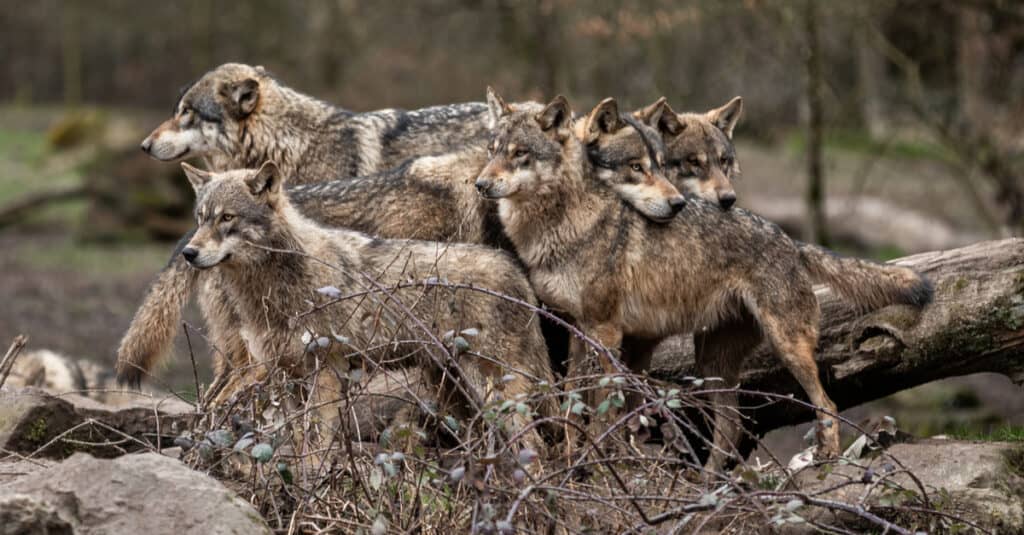 Wolves in Michigan: Where They Live, Risk to Humans, and Diet