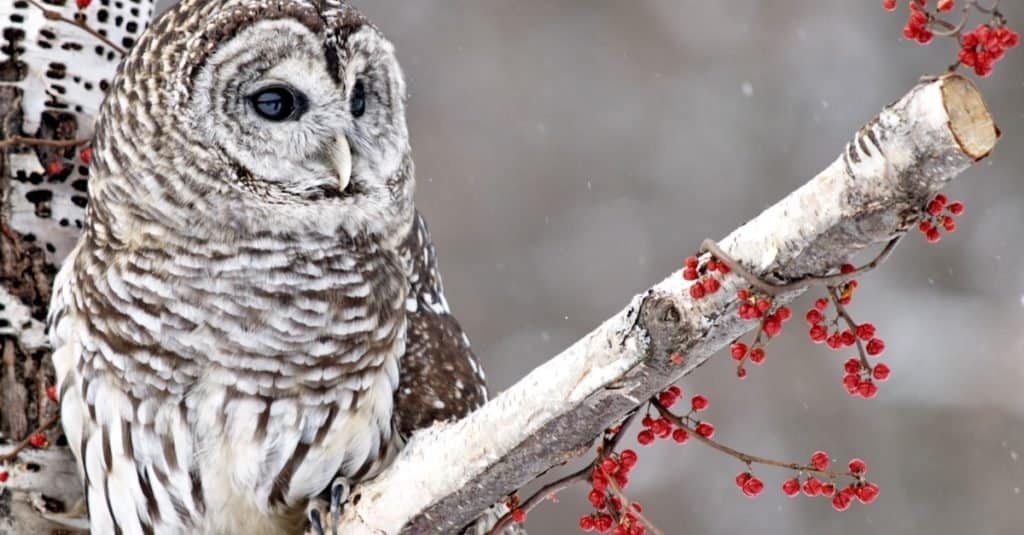 Discover 9 Types of Owls in New Jersey