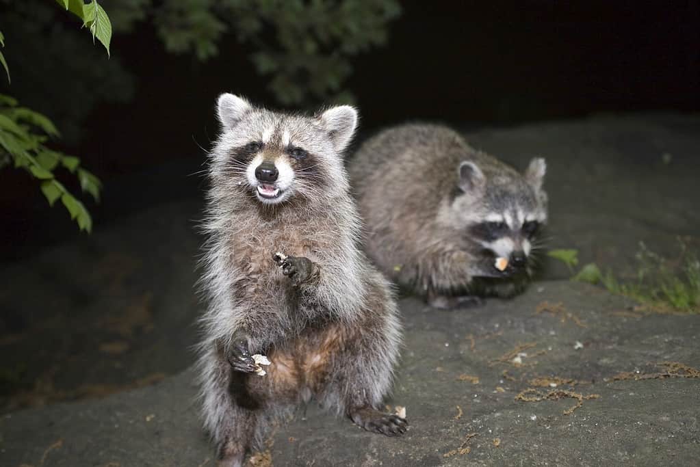 10 Sounds Raccoons Make and What Each Means