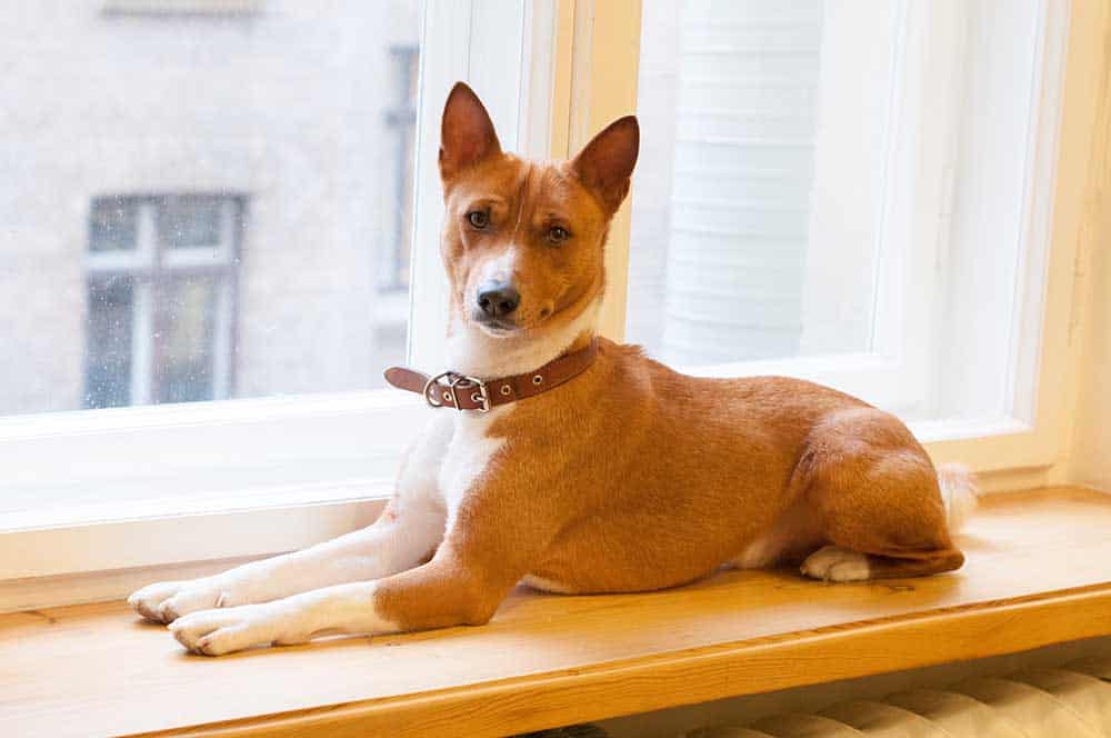 Basenji Progression: Growth Chart, Milestones, and Training Tips