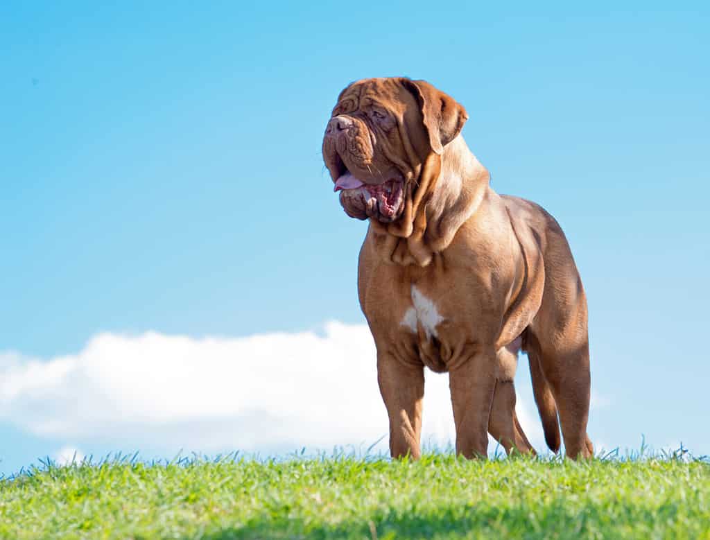 Dogue De Bordeaux Lifespan: Average Life Expectancy and More!