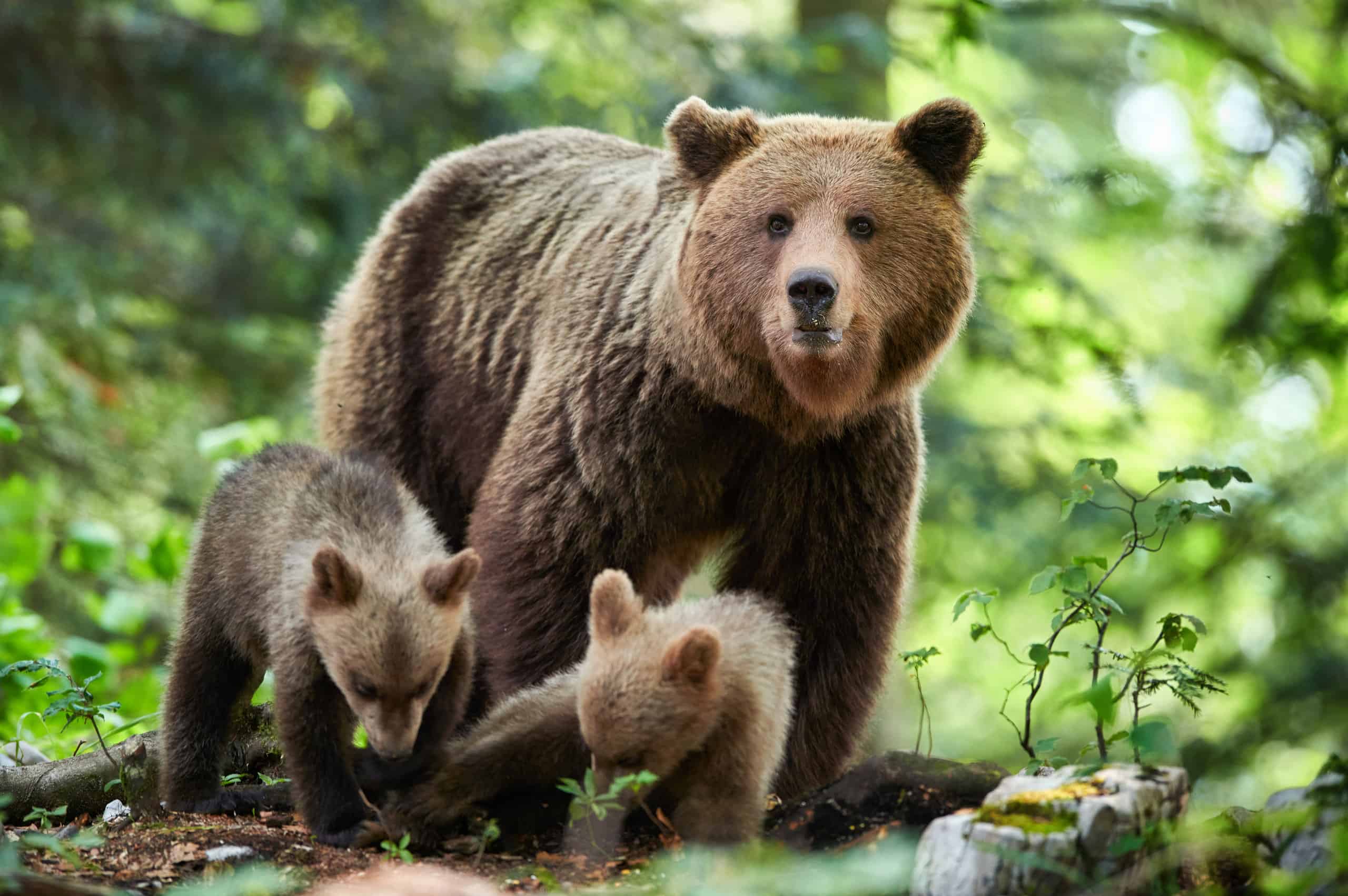 Runner Comes Face to Face With a Bear On a One-Way Path... Watch What Happens