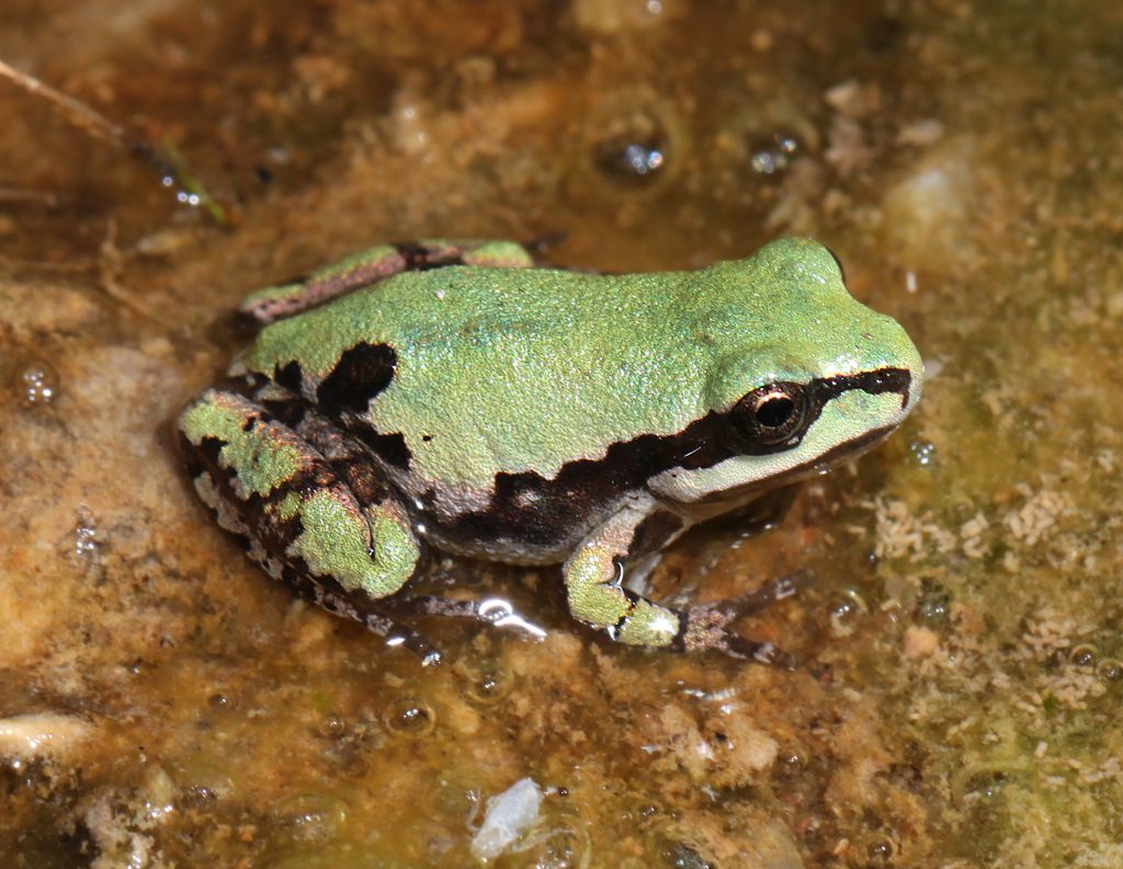 The Complete List of Every U.S. State Amphibian