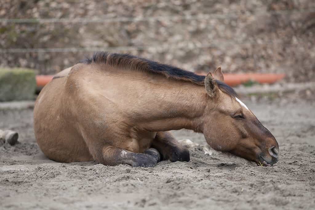 Colic in Horses: Causes, Symptoms, and Treatments