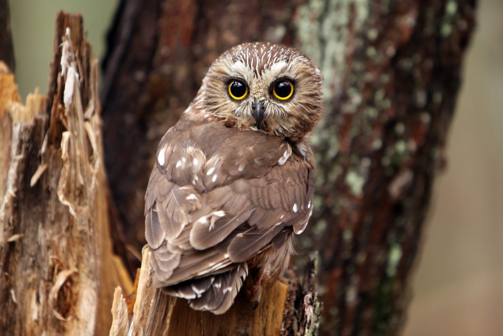 11 Owls that Live in Maine (and Where You're Likely to See Them)