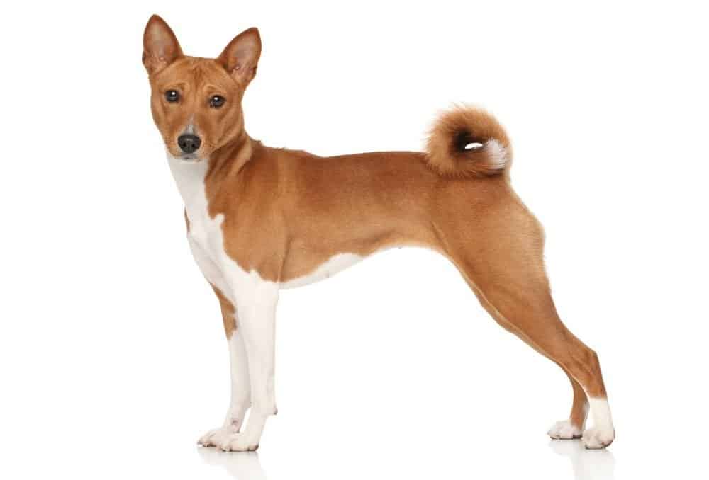 Basenji Progression: Growth Chart, Milestones, and Training Tips