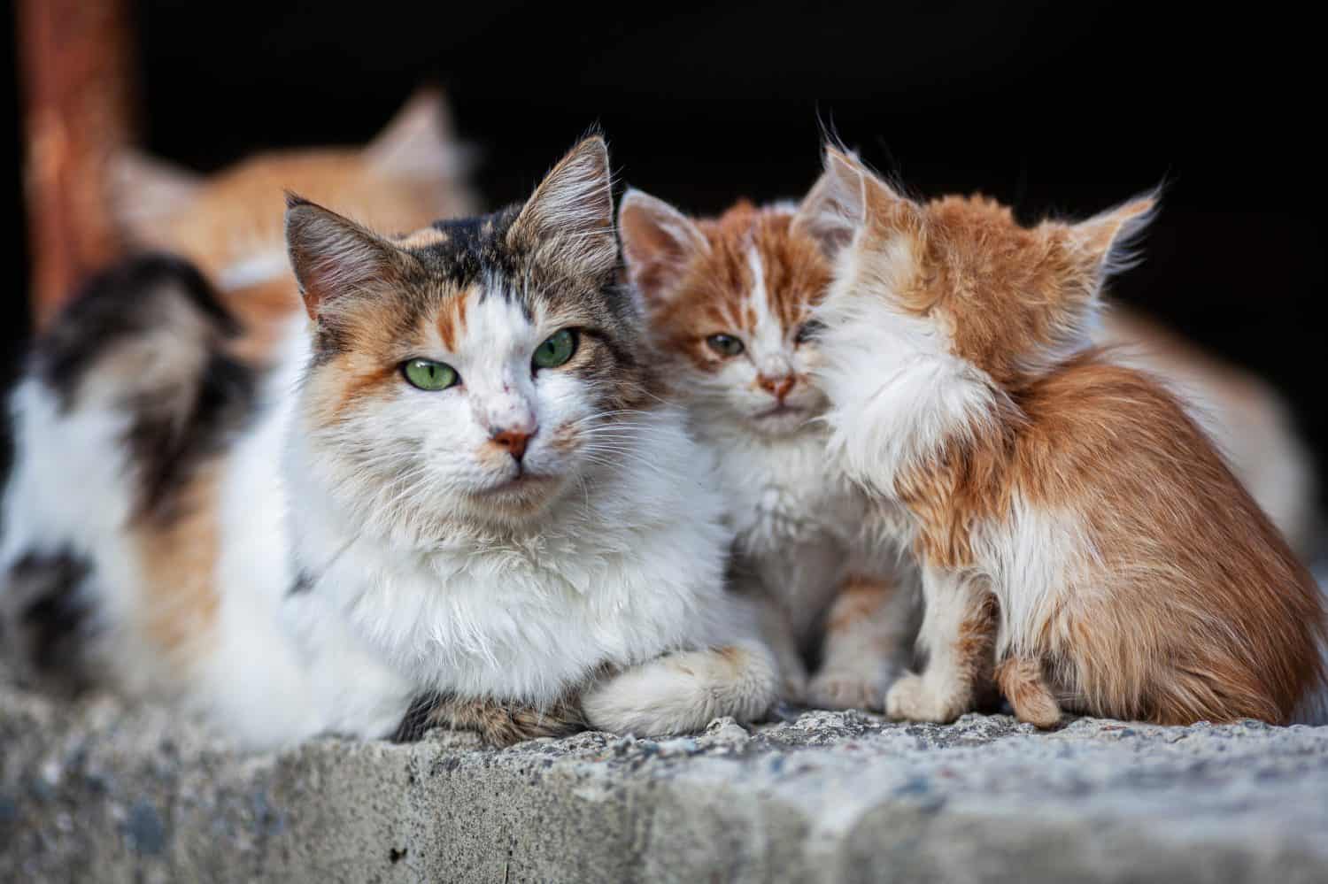 6 Steps to Take to Successfully Befriend a Stray Cat