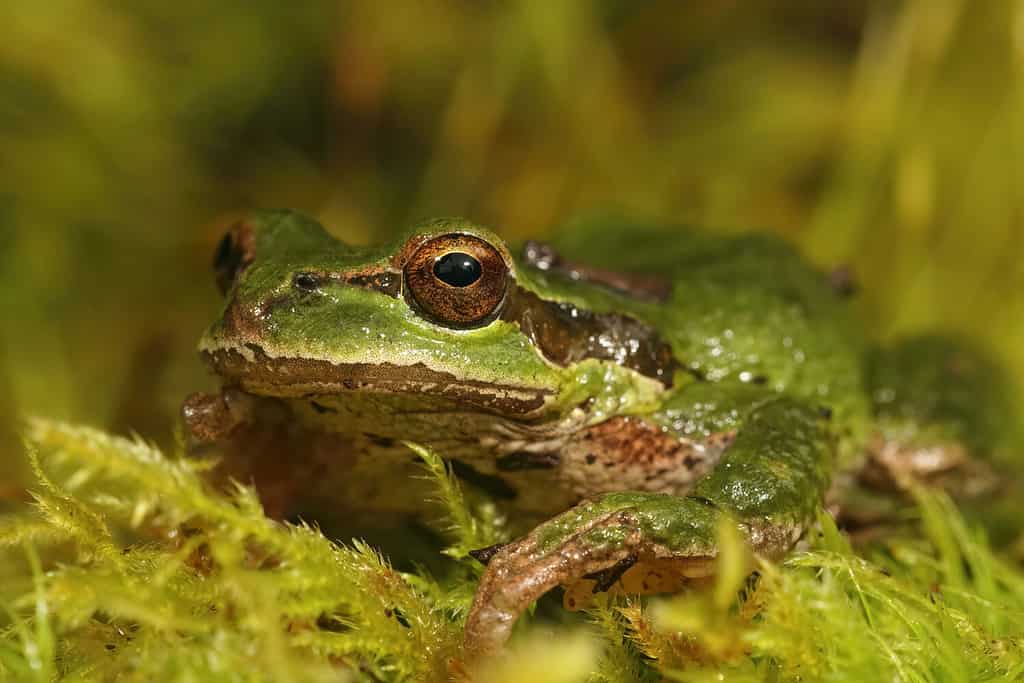 The Complete List of Every U.S. State Amphibian