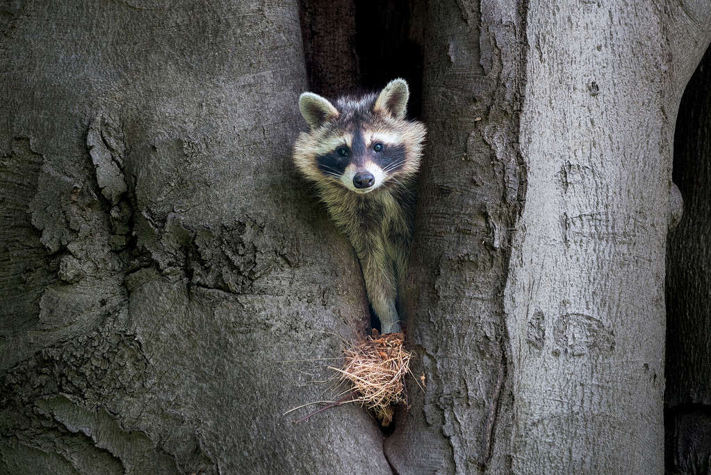 10 Sounds Raccoons Make and What Each Means