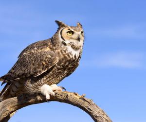 11 Owls that Live in Maine (and Where You're Likely to See Them)