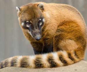 15 Animals That Look Like Raccoons And What's In Common