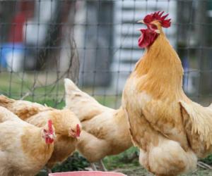 Can Chickens See in the Dark? This Is What Experts Say