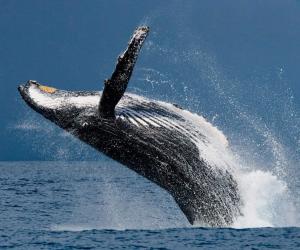 80,000-Pound Humpback Whale Gives the Most Majestic Backflip Ever