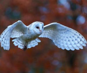 Discover 9 Types of Owls in New Jersey