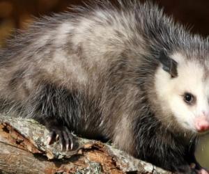 Can You Eat Opossum? Things to Know Before Dining