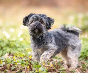 Havanese Grooming Guide: 4 Tips for a Healthy and Beautiful Coat