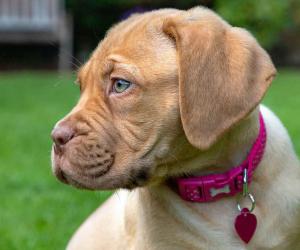 Dogue De Bordeaux Lifespan: Average Life Expectancy and More!