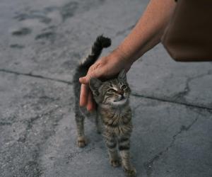 6 Steps to Take to Successfully Befriend a Stray Cat