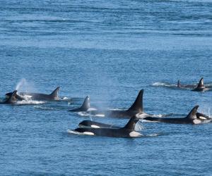 Coordinated Orcas Isolate Dolphins When Hunting