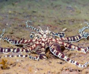 Discover the Mimic Octopus... The Ultimate Disguise Artist