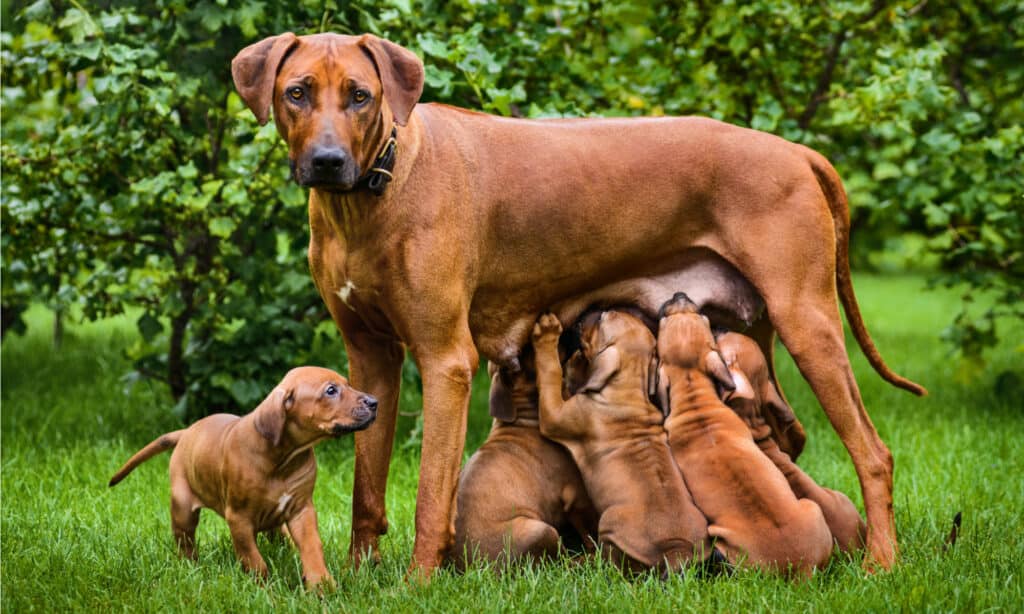 Rhodesian Ridgeback Prices in 2024: Purchase Cost, Vet Bills, and More!