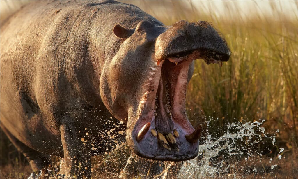 This Hippo Sneaks Up On a Pride of Lions And Leaps Out of the Water