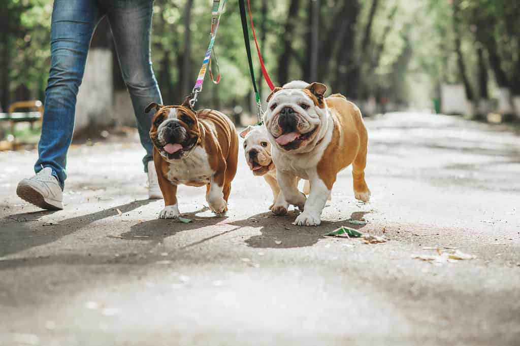 Dog Park Etiquette: 6 Things NOT To Do