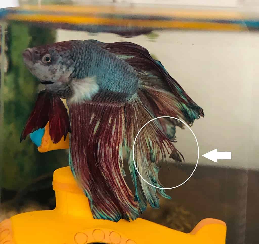 Betta Fish Fin Rot: How to Quickly Identify and Treat It