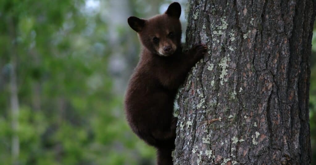 It's Amazing How Fast These Bear Cubs Can Run Up A Tree