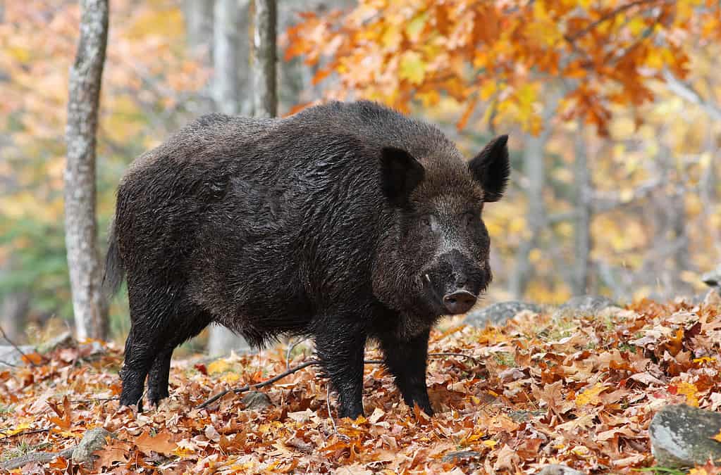 The Largest Wild Hog Ever Caught in Missouri