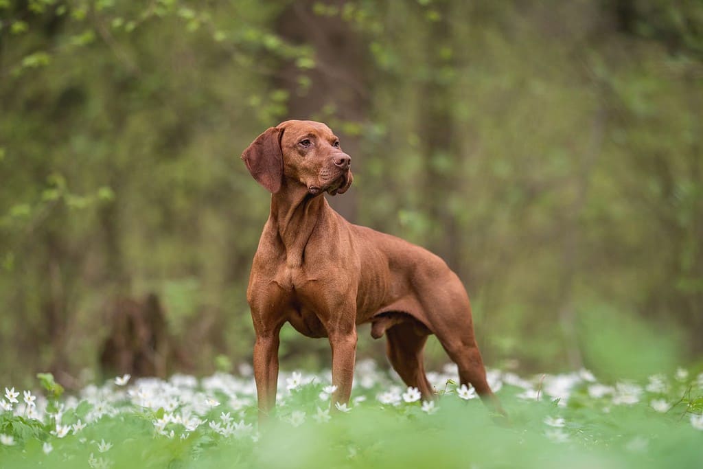 The 300  Best French Dog Names and Their Meanings