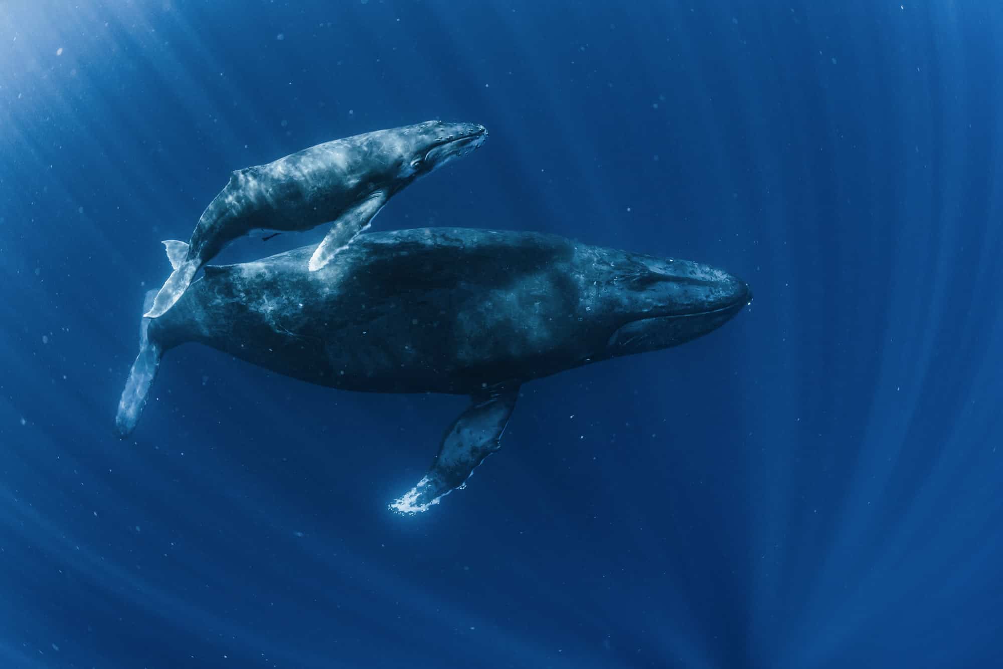 This Baby Humpback Is Larger Than a Boat... Watch It in Action!