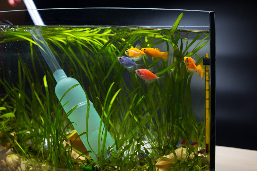 Betta Fish Fin Rot: How to Quickly Identify and Treat It