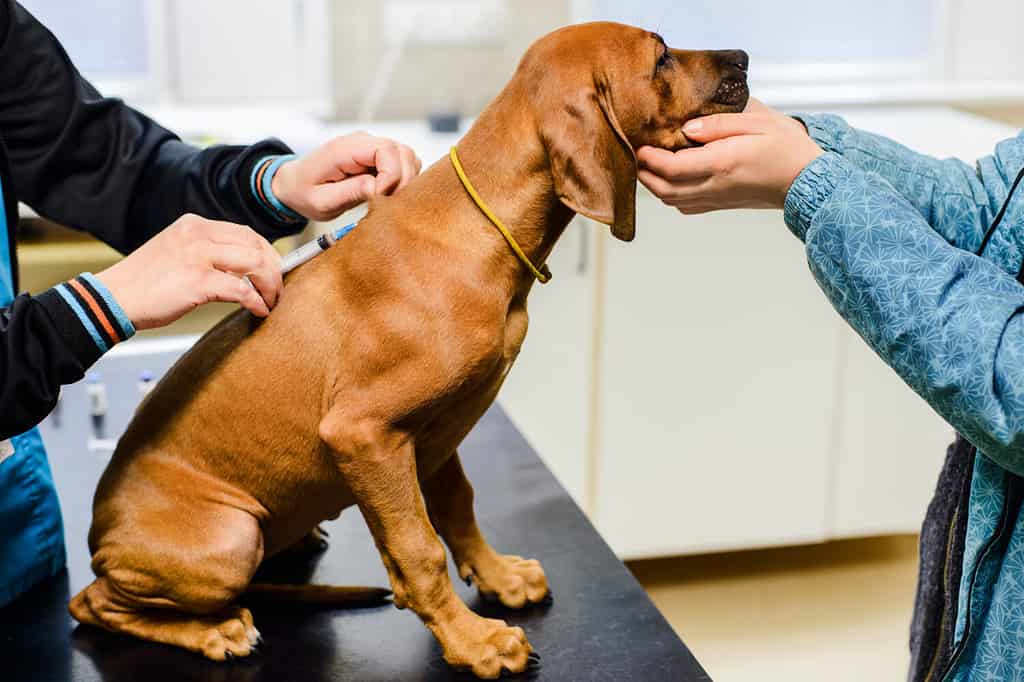 Rhodesian Ridgeback Prices in 2024: Purchase Cost, Vet Bills, and More!