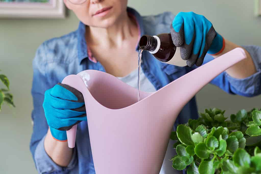 5 Quick and Effective Methods for Getting Rid of Gnats in Houseplants