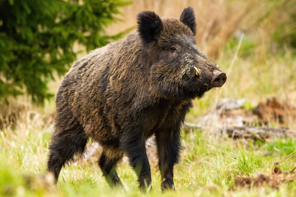 The Largest Wild Hog Ever Caught in Missouri