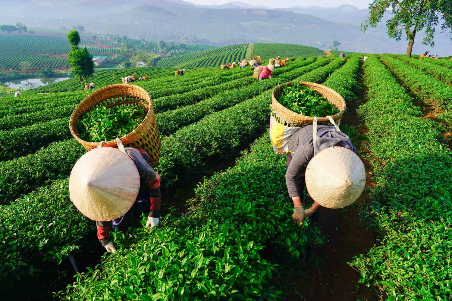 Discover the 16 Countries That Produce the Most Tea