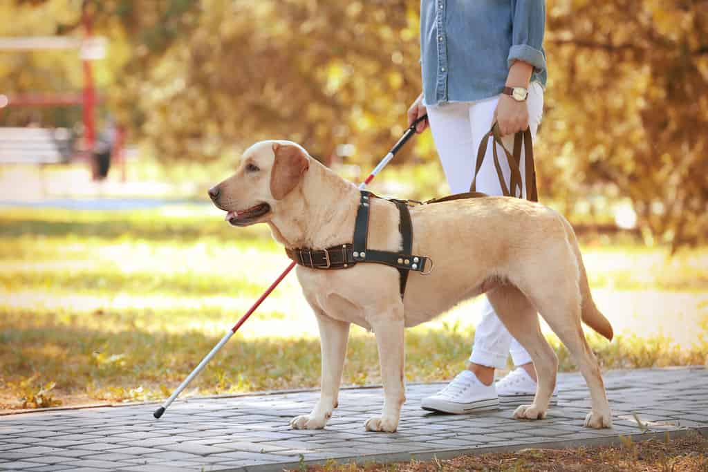 Are Dogs Allowed in Walgreens? Important Rules to Know