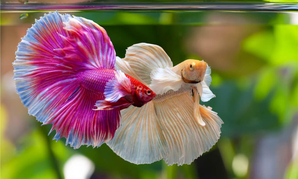 Betta Fish Fin Rot: How to Quickly Identify and Treat It